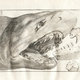 Image for article titled Vintage Shark Illustrations Are Jaw-Droppingly Gorgeous